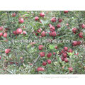 /msite/products/detail/productid/54855559/id/542998.html